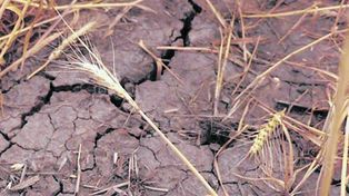 Las Bolsas con pronósticos divididos sobre la siembra de trigo