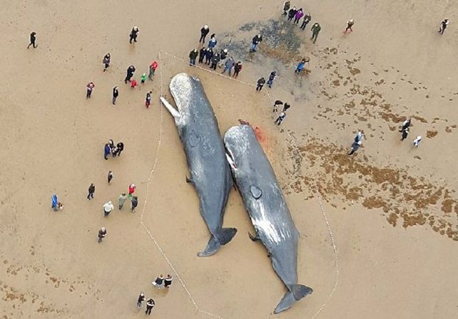 Cuatro ballenas de 50 toneladas aparecieron muertas en la costa inglesa