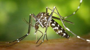 Dengue: hasta el momento se han registrado 136 casos en la Argentina