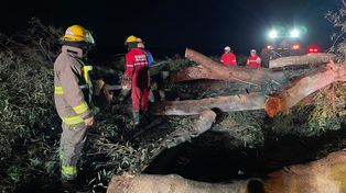 Rescatistas de la Asociación de Bomberos de María Juana trabajaron durante largas horas para despejar la ruta provincial 13 tras la caída de un gran eucalipto.