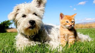 El domingo en el Parque Federal se podrá adoptar y colaborar con los perritos rescatados
