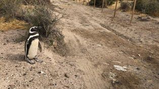 Punta Tombo: abrió un camino con una topadora y aplastó 140 nidos de pingüinos