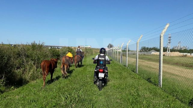 Final feliz: recuperaron los caballos robados a un centro de equinoterapia
