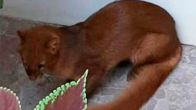 Un puma en peligro de extinción apareció en el patio de una casa Un puma en peligro de extinción apareció en el patio de una casa