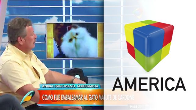 Habló el hombre que embalsamó al gato de Daniela Cardone