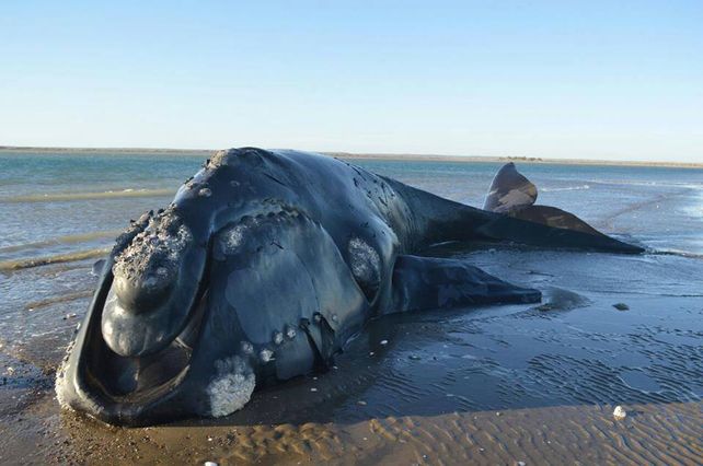 El animal murió luego de pasar varios días encallado en Río Negro.