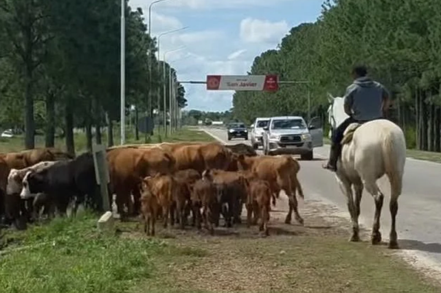 Alerta en la Ruta 1 por la crecida del río: advierten por presencia de ganado y fauna silvestre sobre la calzada