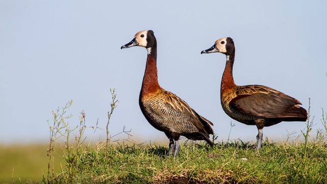 Turistas demorados por cazar patos: la ley que regula la actividad en Santa Fe tiene 70 años