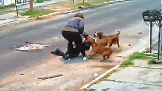Barrio en alerta: los pitbulls que siembran el terror en la esquina de Alvear y Azcuénaga. Foto ilustración del ataque (archivo UNO Santa Fe).