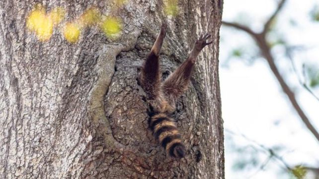 Las divertidas imágenes  del Comedy Wildlife Photography Awards 2020