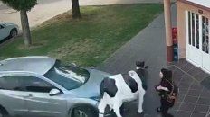 impactante video: un ex central atropello a una mujer y a una vaca de utileria impactante video: un ex central atropello a una mujer y a una vaca de utileria