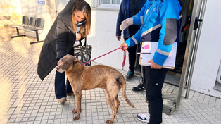 El perro Caramelo ya tiene una familia de tránsito
