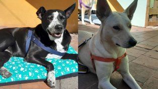 Buscan hogar de tránsito para los perros del Gitano, internado tras un ACV