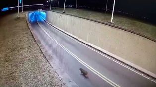 El animal entrando a la boca del túnel tal como lo captó la cámara de seguridad del viaducto.