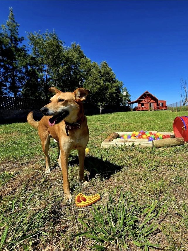 Guarderías para perros: un negocio que crece al ritmo de una nueva forma de vincularse con las mascotas