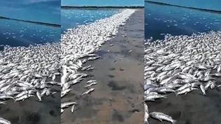 La mortandad se registró en la Laguna del Plata, en el norte provincial.