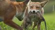 Las imágenes finalistas del Wildlife Photographer of the Year