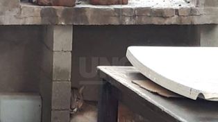 Santa Fe: un puma en el patio de una casa