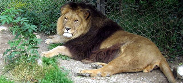 Le pidieron papeles en la ruta y descubrieron que llevaba un le&oacute;n