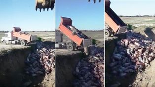 VIDEO: así tiraron 400 cerdos que se asfixiaron en un criadero del norte provincial