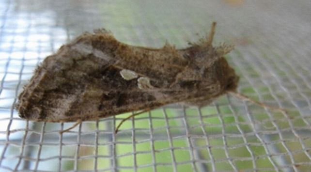 Adulto de la falsa medidora C. includens en trampa de luz (INTA Marcos Juárez)