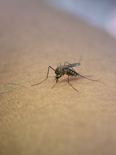 Dengue: qué hay que saber sobre la vacuna y cómo prevenirlo