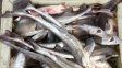 Previo a la Pascua, la demanda de este alimento se incrementa y las pescaderías ofrecen múltiples opciones. Los ejemplares habitan el Mar Argentino Previo a la Pascua, la demanda de este alimento se incrementa y las pescaderías ofrecen múltiples opciones. Los ejemplares habitan el Mar Argentino
