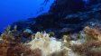 Aseguran que el 84 % de los arrecifes de coral del mundo está en riesgo