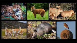 Animales de Argentina