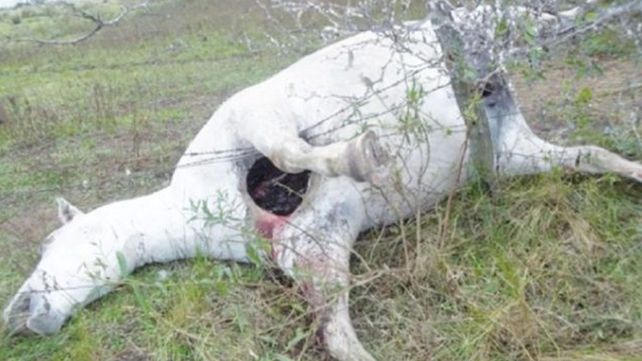 Misterio por la aparición de animales muertos con extrañas heridas