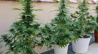 Llamó a la policía para denunciar que le habían robado plantas de marihuana