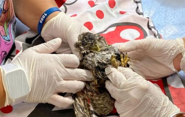 Desde la ONG Mundo Aparte brindaron apoyo para rescatar aves y otras especies que fueron afectadas en Funes.