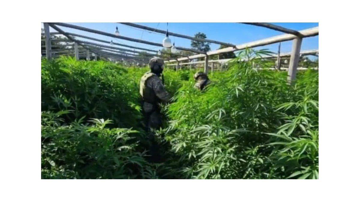 Vivero narco en Arroyo Leyes: Cachiporri había pedido autorización para ...