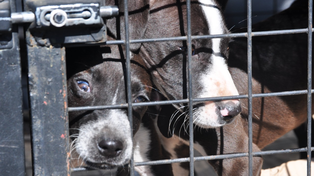 Maltrato animal. Nuevo rescate encabezado por el municipio