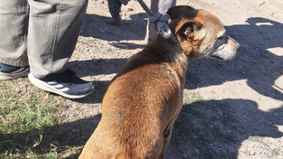 Rescataron a un perro que se cayó al arroyo Saladillo y fue devuelto a su dueño