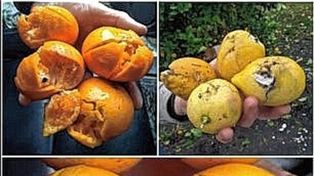 Lluvia y granizo: pérdidas de hasta el 100% de productores citrícolas