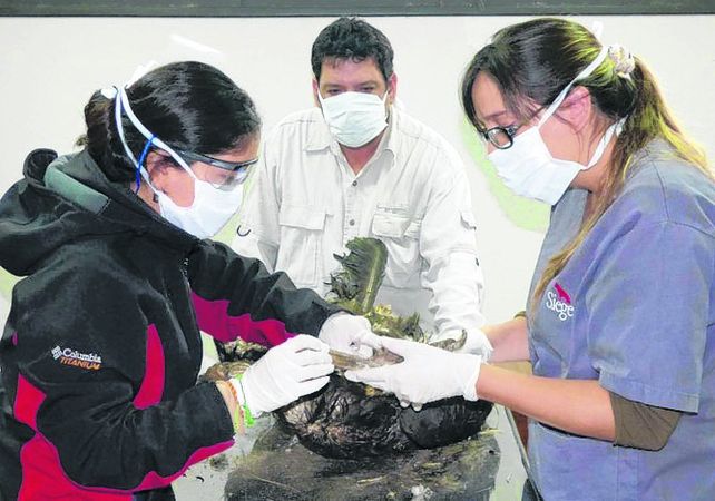 disección. Médicas veterinarias analizan las vísceras de los cóndores.