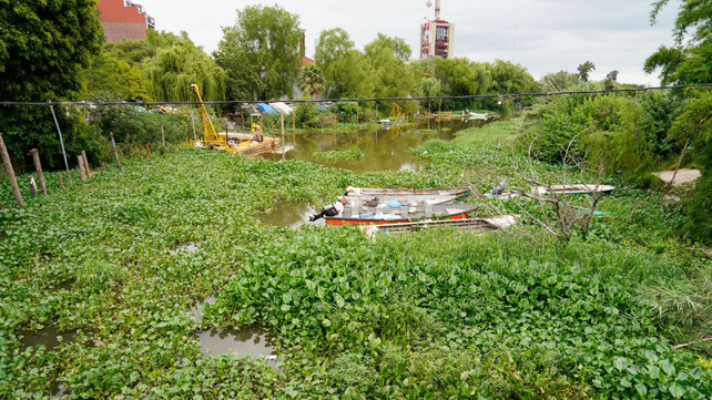 Los camalotes dominaron buena parte de la desembocadura del arroyo Ludueña.