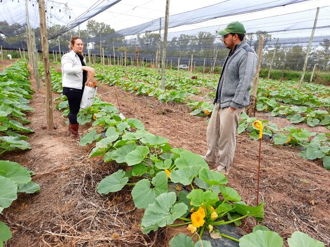 Estudian la aplicación de nanofertilizantes en cultivos hortícolas y suelos marginales