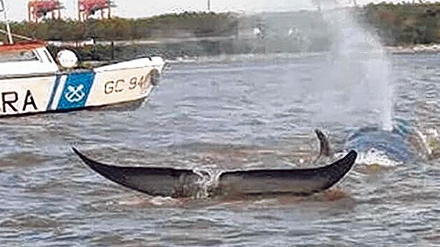 Increíble. Una ballena de mediano tamaño apareció el domingo nadando en el kilómetro 76 del río Paraná