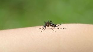Santa Fe registró 3.700 casos de dengue y se ubica sexta en el país 