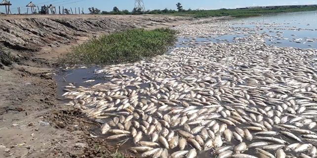 Mortandad de peces, postales que dejó la bajante