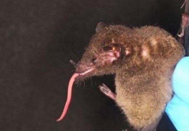 Descubren un murciélago con una lengua gigantesca