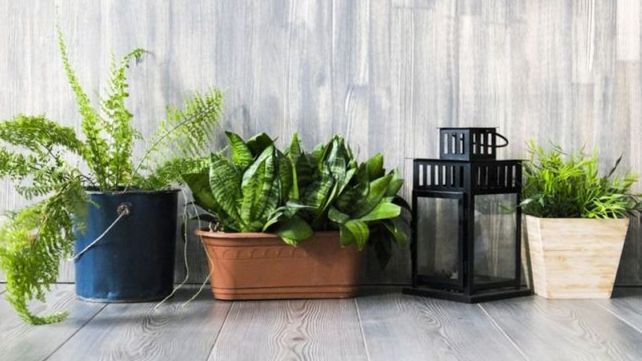 Las sorprendentes plantas que mejoran la calidad del aire en casa Las sorprendentes plantas que mejoran la calidad del aire en casa