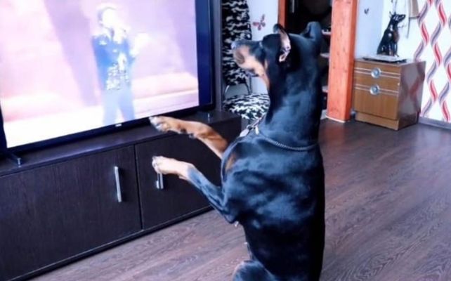 El Doberman fanático de Michael Jackson