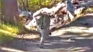 Video: un turista chaqueño se encontró con cinco pumas en un sendero en El Chaltén