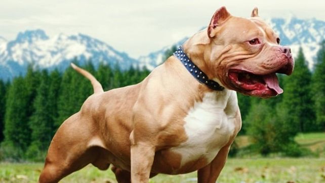 Insistirán en regular la tenencia de perros peligrosos