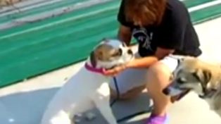 Españoles de todos los rincones quieren adoptar a un perro abandonado brutalmente