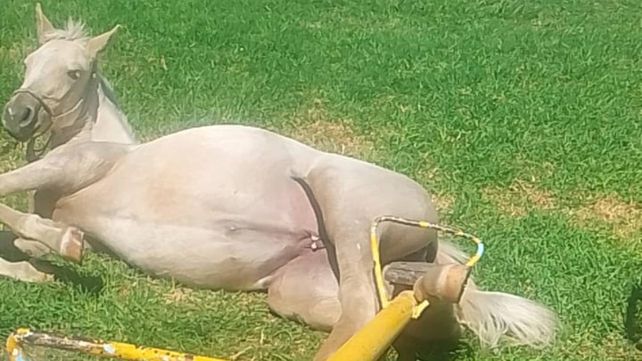 El caballo cayó tendido tras quedar atrapado en el juego de la plaza
