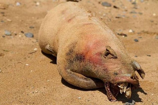 Se develó el misterio sobre qué era el monstruo de Brooklyn